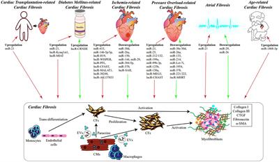 Non-coding RNAs: Important participants in cardiac fibrosis